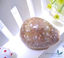 Natural Sea Snail Shells Serrated Snowflake Treasure 3 cm Sea Snail Sea Coins