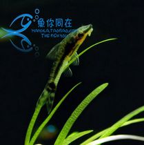 Tool fish elf fish fish elf fish fish tropical fish fish algae fish water grass tank algae removal