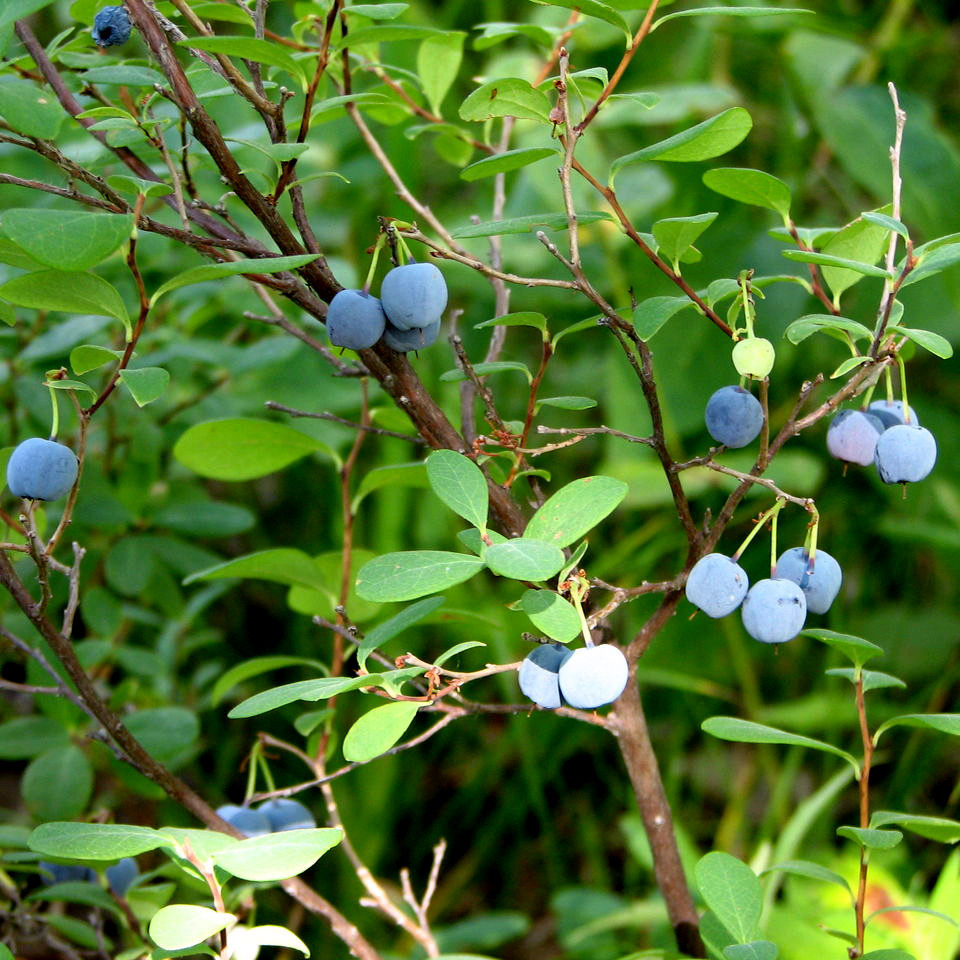 (Xiaoqian Shan Zhen)Original Northeast Wild Blueberry Dried Selected Large grain Ripe blueberries 120g No added