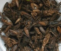 Chinese herbal medicine Chinese herbal medicine cricket 500 grams cricket night songworms