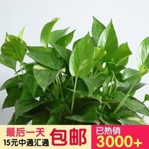 Green Luo hydroponic flower anti-radiation purification air absorption Formaldehyde Plant Office desktop potted good
