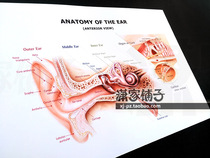 Ear hearing hearing system Anatomy map Ear Anatomy (English version) poster decorative painting