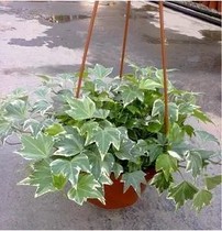 Phnom Penh Ivy Flower Flowers Leaves Ivy Chinese Spring Vines Chantō Chinese Spring Vines