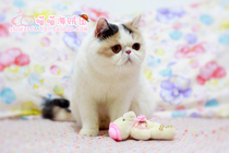 Certificate of Pure CFA Pedigree Big-eyed Light Tricolor Sanskrit MM Female Exotic Shorthair Cat (Garfield)