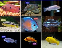 Three lakes cichlid horse bream mixed hair