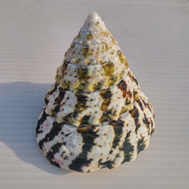  Natural conch shell Green pagoda snail green spotted bell snail fish tank Aquarium decoration home decoration floor