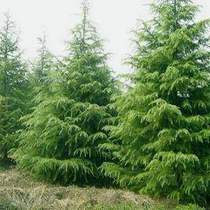 Green tree seedlings Cedar seedlings black pine seedlings pine and cypress potted plants Dragon and cypress seedlings Christmas trees