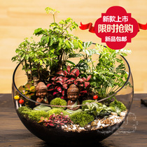 Micro Landscape Plant Gift Eco Bottle Diy Creativity Sent to Lead Joes Office Green Usho Life Microbonsai