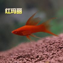 Viviparous fish Live gold and silver black Mary fish Red Mary gold and silver black ball high fin tropical ornamental fish tricolor live