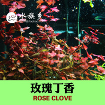 Aquarium township] Rose lilac super red lilac fish tank water plant landscaping purple lilac fish tank in the background