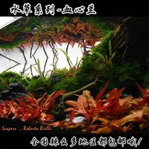 Novice water plant Big blood heart orchid Water plant Middle and rear view landscape water plant Goldfish water plant Red water plant