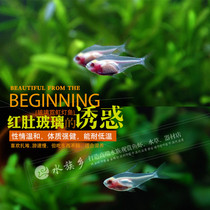 Aquarium Township] Red belly glass lamp water plant aquarium transparent fish small tropical ornamental freshwater group swimming fish live