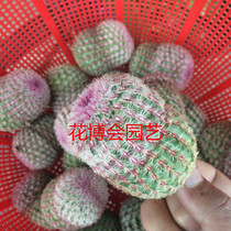 The Purple Sun cactus ball is now cut without roots the height is 5-6cm and the root is easy to grow.