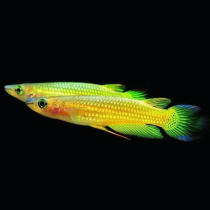 Golden Medaka Live 5 Tropical Ornamental Fish Indian Golden Will Fish Small Golden Arowana Aquarium World