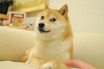 Adult 1000 Pieces Wooden Jigsaw Puzzle 1500 Wooden Puzzle Toy Gift Whole Demagogic Expression Evil Fuck a Dog