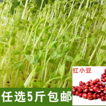 Sprout vegetable seeds Red bean seeds Acacia bean seeds Red bean seeds bean sprouts machine special sprouts rapeseed