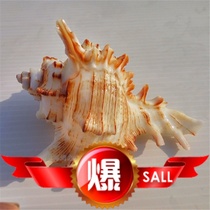  Shocking cm landscaping aquarium fish tank sojourn shellfish shell change chrysanthemum thousand hands conch natural