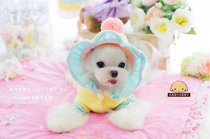 aBBY ~ candy color cute lace with cap skirt dog teddy Yorkshire clothes autumn winter dress ~