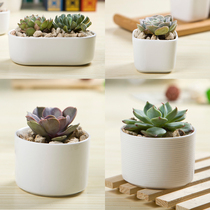 Fleshy flowerpot ceramic flowerware tabletop potted white porcelain meat plant small flowerpot Japanese White flowerpot