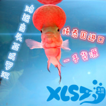 Pure Thailand imported water head Hongyun head Xiaoya Cheng Luo Han fish headshot Luohan Taijin