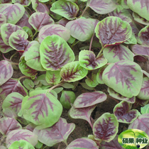 Selection of flowers and red purslane white purslane vegetables All-red purslane Vegetable Seeds Family Balcony Potted Vegetables Seeds of the Four Seasons