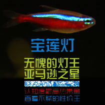 South American water family South American lamp Fish Lights Corfish Pauline Lights ornamental fish Living fish Lights The king Classic Corlamp fish