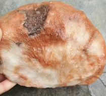 Ning Qiang Coral Jade Jade Jade Raw Stone Seal Material Engraving Material Snowflake Grain Grain Rough Veins Ancient Bio fossils 2 pieces W