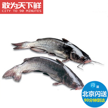 2 5-2 8 catfish 1 Article Beijing sparkling alive Jiang regiment fish for fish study fish back to fish aqua freshwater Qingjiang fish