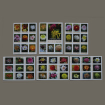 Spark Collection S132 Changsha Firewood Factory China Name Chrysanthemum China 50 Flowers Chrysanthemum 50 All-1