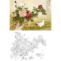 Gongpen Chinese painting peony pigeon line drawing print draft Yu Zhizhen spring bright bright 66*90 original color picture 486T