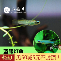 Aquarium Township] Blue-eyed lantern aquarium blue-eyed small tropical ornamental fish group swimming queen Green Kaka fish live