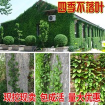 Evergreen flowers climbing vine plants small leaves can be potted in winter