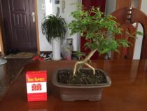 The Purple Sands Bonsai Basin