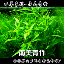 Water grass~Aquarium water grass~Aquarium water grass~South American bamboo~Back view grass~Real water grass~Green water grass Novice grass