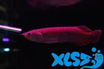 Indonesian number half red dragon green dragon fish green dragon fish Feng Shui Fish Tropical Fish Ornamental Fish Transport Bag Live Special Price