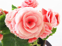 Import Rose Haitang 4 Season Haitang Reds Ligue Autumn Haitang Flower with Flower Blossom Shipment Flowers for Long Lunar New Year Flowers