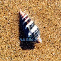 Natural CONCH shell BLACK pattern flower mouth snail 2-3CM Aquarium landscaping floor decoration rare collection DIY 20pcs