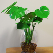 Leaf-viewing plant turtle back bamboo hydroponic aquatic aquatic water indoor potted green plant to prevent radiation to formaldehyde