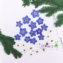 Mini forget-me-not flower manicure nail dried flower Flower embossed phone case diy plant specimen flower