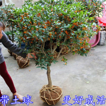 Osmanthus sapling Golden Gui Dan Gui four seasons Gui August Gui potted flowers potted green plants Grafted seedlings Garden plants