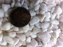 Gardening paving decoration Landscaping courtyard Natural white small stone Washing stone Terrazzo trash can stone