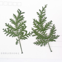 Artemisia dyed Artemisia annua pine flower embossed dried flower phone case diy plant teaching specimen flower