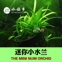 Aquarium Township] Small water orchid mini water orchid landscape water grass fish tank landscape common prospects grass