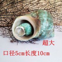 Natural conch shell big green Rong snail fish tank landscaping creative home decoration ornaments shooting props DIY