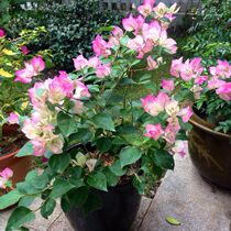 Garden Triangle Mailer rhododendron (leafy cherry blossoms) Large seedlings trunk coarse bonsai Finished potted plants
