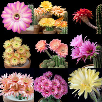 Flowering cactus ball Xintianearth short-haired pills Phoenix jade hair style Yangsheng pills Huayu combination anti-radiation potted plants