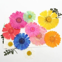 Calendula flower embossed dried flower Epoxy dried flower Mobile phone shell plant teaching specimen