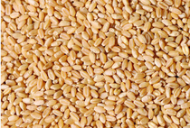 The taste of Wenzhous hometown Yongkanan Xigiang Farmer Local Wheat