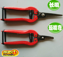 Long and short curved mouth fruit picking and cutting Chinese medicine scissors garden scissors pruning shears fruit tree scissors flower letter