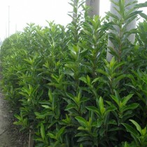 French Holly seedlings courtyard plant fence French Holly coral seedlings potted French Holly